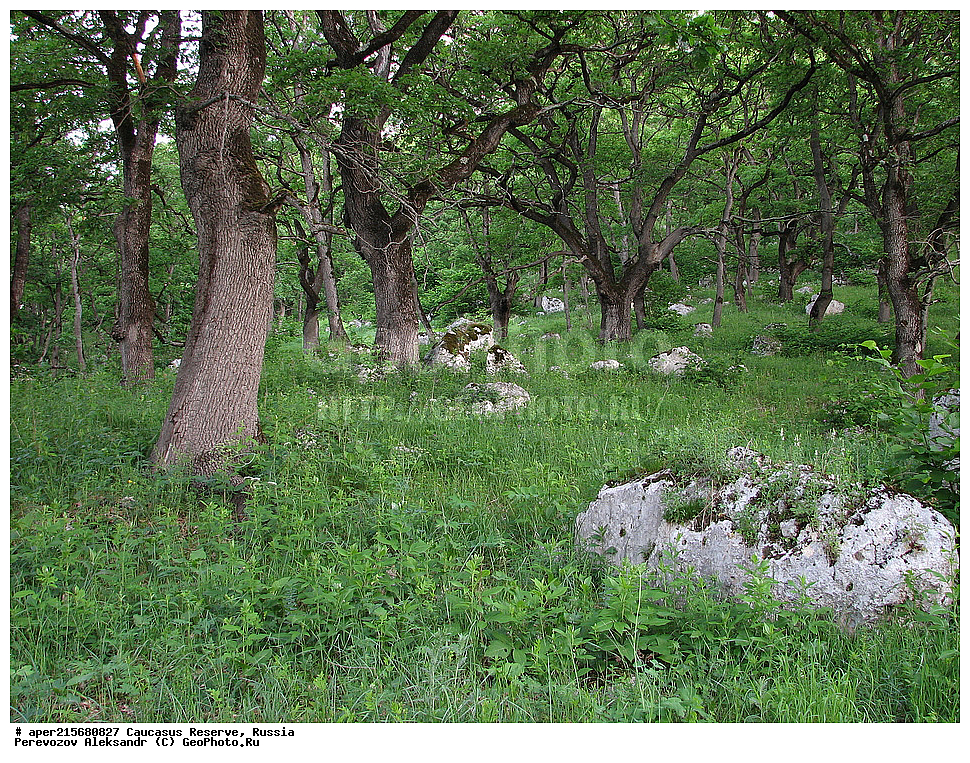 ������������� ����, ���������� ������, ���������-���������� ����������, ������, ���, ������, �������� ������, ���������� ��������������� ����������, ���������� ��������������� ��������� ���������� ���������� ����� �. �. �����������, �������, ������,, ���, Quercus, ��� ����������, Quercus robur, ���, ��� ����������, Quercus robur, ���