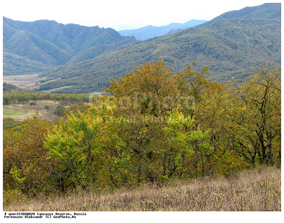 ������������� ����, ���������� ������, ���������-���������� ����������, ������, ���, ������, �������� ������, ���������� ��������������� ����������, ���������� ��������������� ��������� ���������� ���������� ����� �. �. �����������, �������, ������,, ���, Quercus, ��� ����������, Quercus robur, ���, ��� ����������, Quercus robur, ���