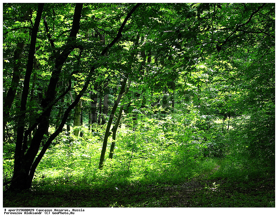 ������������� ����, ���������� ������, ���������-���������� ����������, ������, ���, ������, �������� ������, ���������� ��������������� ����������, ���������� ��������������� ��������� ���������� ���������� ����� �. �. �����������, �������, ������,, ���, Quercus, ��� ����������, Quercus robur, ���, ��� ����������, Quercus robur, ���