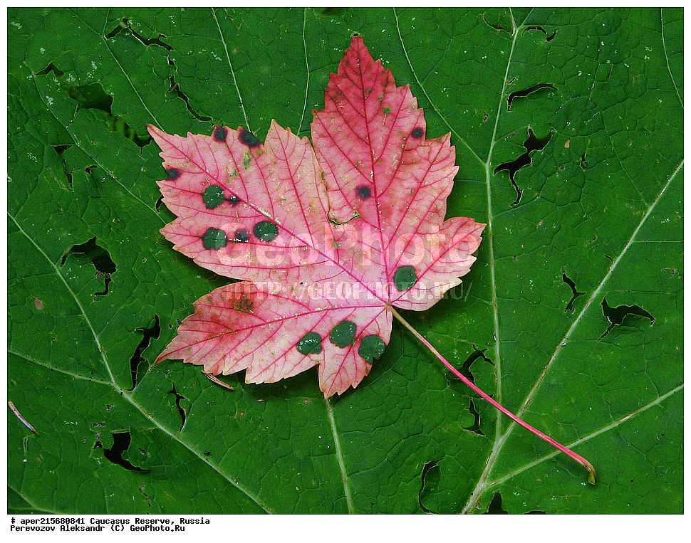 ������������� ����, ���������� ������, ���������-���������� ����������, ������, ���, ������, �������� ������, ���������� ��������������� ����������, ���������� ��������������� ��������� ���������� ���������� ����� �. �. �����������, ����, ����������, ������,, ���� ������������, ����, Acer trautvetteri, ���� ������������, ������������ ����, �����������, ������������, 