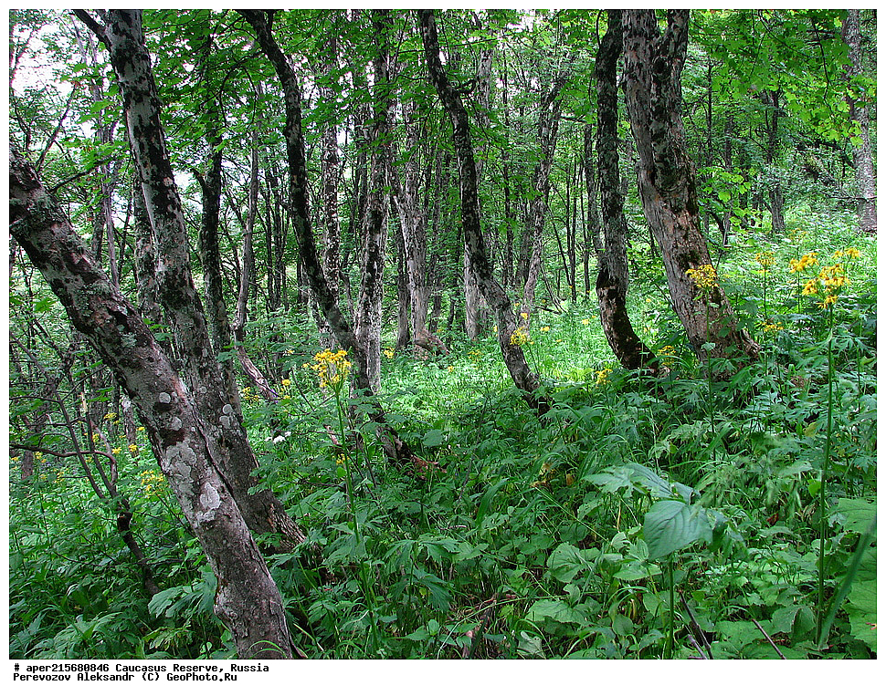 ������������� ����, ���������� ������, ���������-���������� ����������, ������, ���, ������, �������� ������, ���������� ��������������� ����������, ���������� ��������������� ��������� ���������� ���������� ����� �. �. �����������, ����, ����������, ������,, ���� ������������, ����, Acer trautvetteri, ���� ������������, ������������ ����, �����������, ������������, 