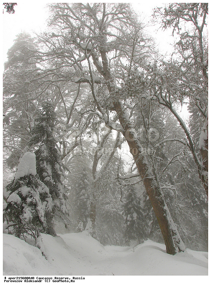 ������������� ����, ���������� ������, ���������-���������� ����������, ������, ���, ������, �������� ������, ���������� ��������������� ����������, ���������� ��������������� ��������� ���������� ���������� ����� �. �. �����������, ����, ����������, ������,, ���� ������������, ����, Acer trautvetteri, ���� ������������, ������������ ����, �����������, ������������, 