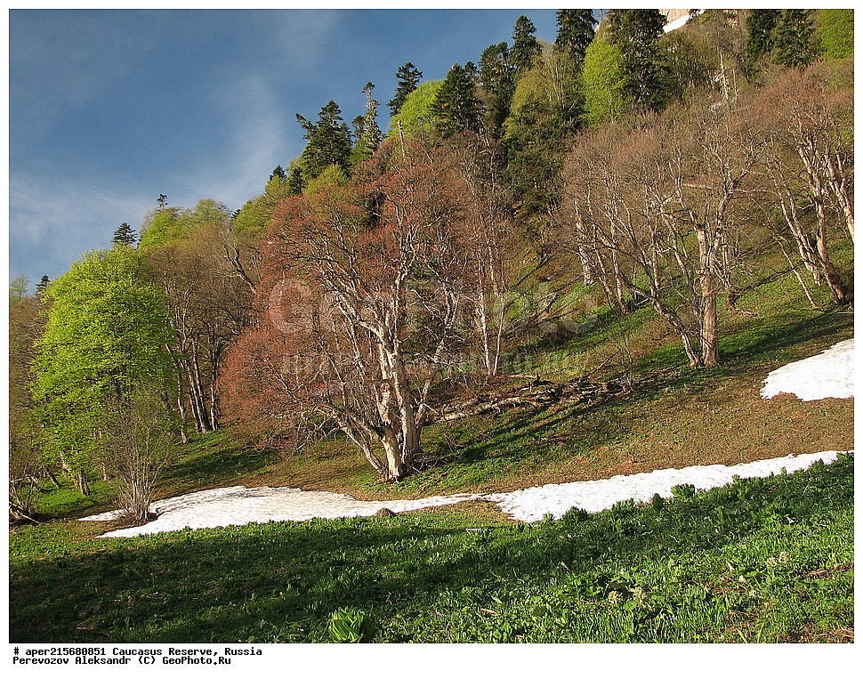 ������������� ����, ���������� ������, ���������-���������� ����������, ������, ���, ������, �������� ������, ���������� ��������������� ����������, ���������� ��������������� ��������� ���������� ���������� ����� �. �. �����������, �����, ����������, ������,, ���� ������������, ����, Acer trautvetteri, ���� ������������, ������������ ����, �����������, ������������, 