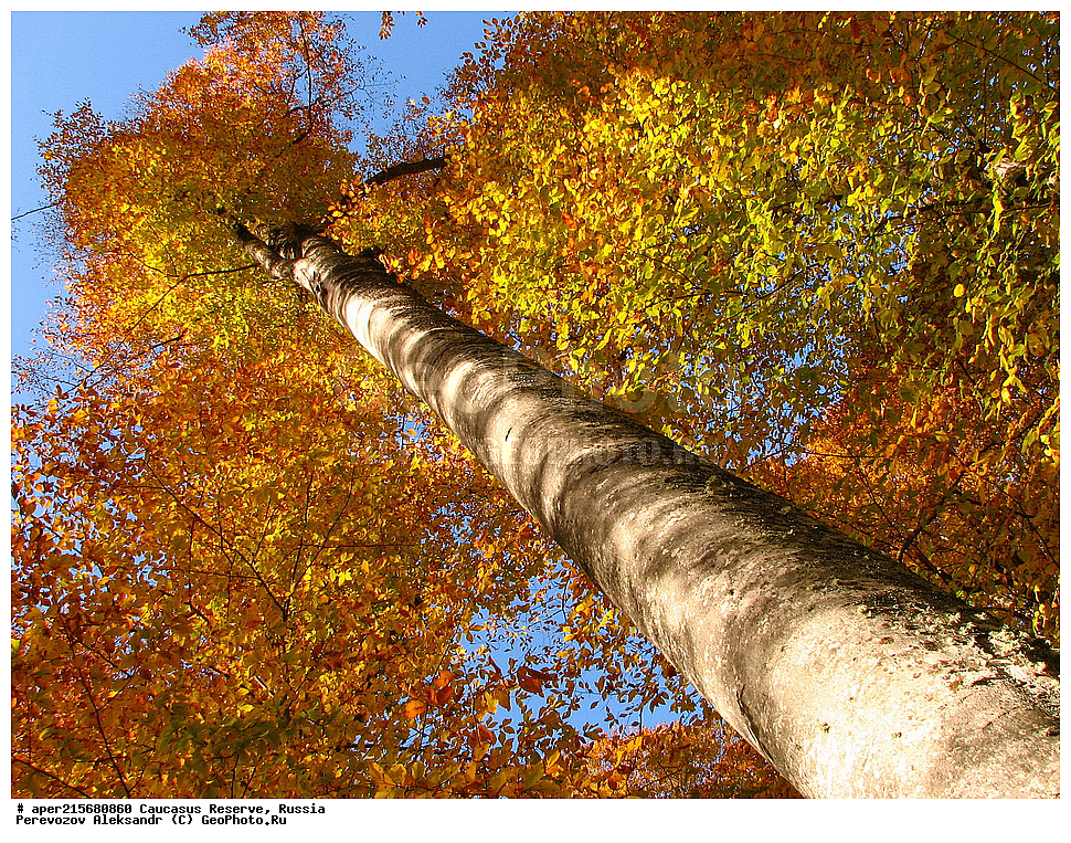 ������������� ����, ���������� ������, ���������-���������� ����������, ������, ���, ������, �������� ������, ���������� ��������������� ����������, ���������� ��������������� ��������� ���������� ���������� ����� �. �. �����������, �����, �������, ������,, ��� ���������, Fagus orientalis, ���, ������, Fagus, Fagus, Fagus orientalis, ��� ���������, �������, �������� ������, ���, ������, ���������� ��������������� ����������, ���������� ��������������� ��������� ���������� ���������� ����� �. �. �����������, ���������-���������� ����������, ���������� ������, ������, ���, ������, ������, ����, ������������� ����