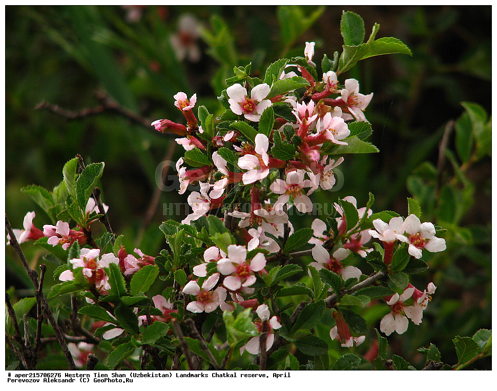  �����, ��������, ��������, ����-����, ����������, ����������� ����������, ������, �������, �����������, �����, ����-�������, ������ ��������, �����, ��������, ���������� ��������, ������, �����, ������������ ��������, �����, XYZ, ������������, �������, �����������, Rosaceae, ����� ����-�������, ����� �����������, ����� ������������, Cerasus tianschanica, Cerasus karabastaviensis, Microcerasus prostrata var. tianschanica