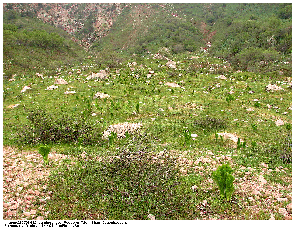 �������� ����-����, ����������, ����������� ����������, ������, ���������, ����, �����, ����, ���������, ������������, ������, ������������, ������ ����������������, ������ ��������, �����, ��������, ���������� ��������, ������, �����, ������������ ��������, �����, XYZ, ���������, ������������, ������������, Umbelliferae, Apiaceae, ������ ����������������, ������ ����������������, �����, Ferula tenuisecta