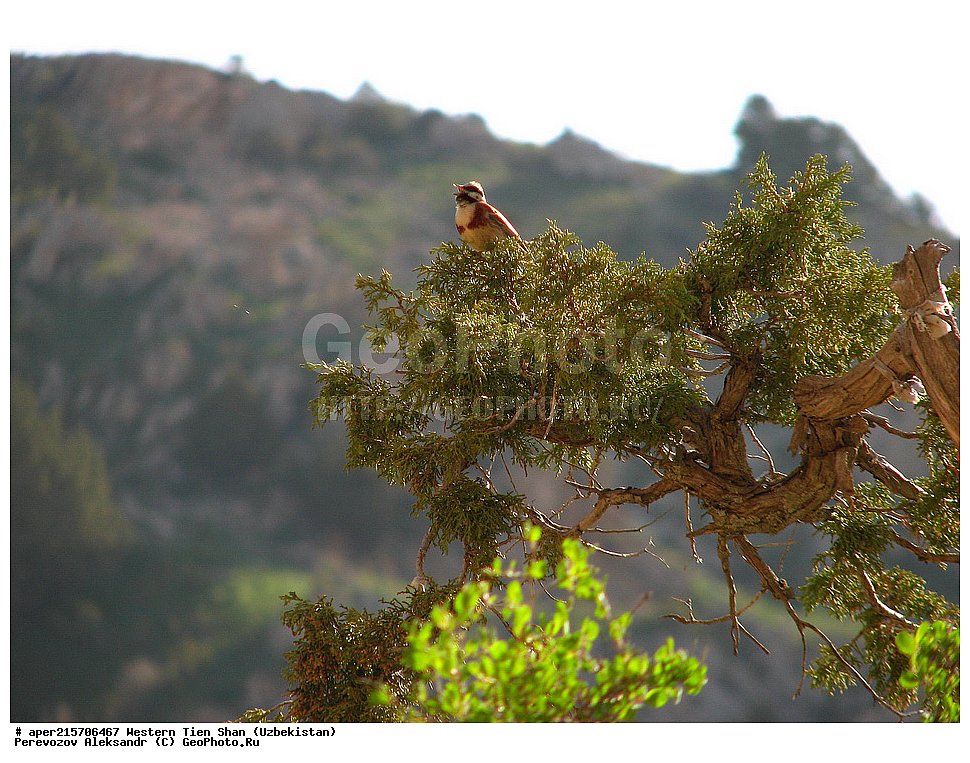  ��������, �������� ����-����, ����������, ����������� ����������, ������, ��������, ������� �������, ������� �������, ������������ ����������, ����,��������, ������������