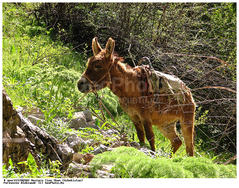 ��������, �������� ����-����, ����������, ����������� ����������, ������, �������� ����