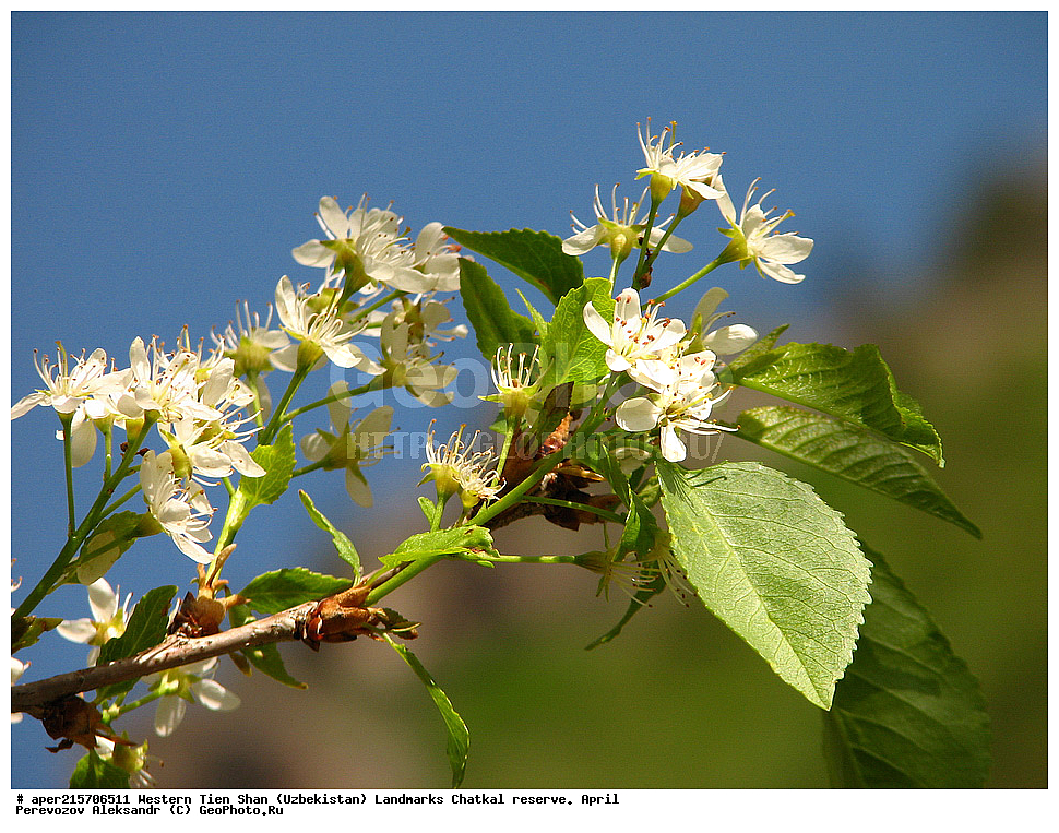  �����, ��������, ��������, ����-����, ����������, ����������� ����������, ������, ���������, ������������, �����, �������, ���������, ��������, �����������,  ���������, �������, �����������, ������ ��������, �����, ��������, ���������� ��������, ������, �����, ������������ ��������, �����, XYZ, ������������, �������, �����������, Rosaceae, ��������� ������������, ����� �������, ����� ���������, �������� �����������, �������� ���������, �������, ����� ���������, ���������, ������� �����������, �������� �����������, Padellus mahaleb, Cerasus mahaleb, Padus mahaleb, Prunus mahaleb