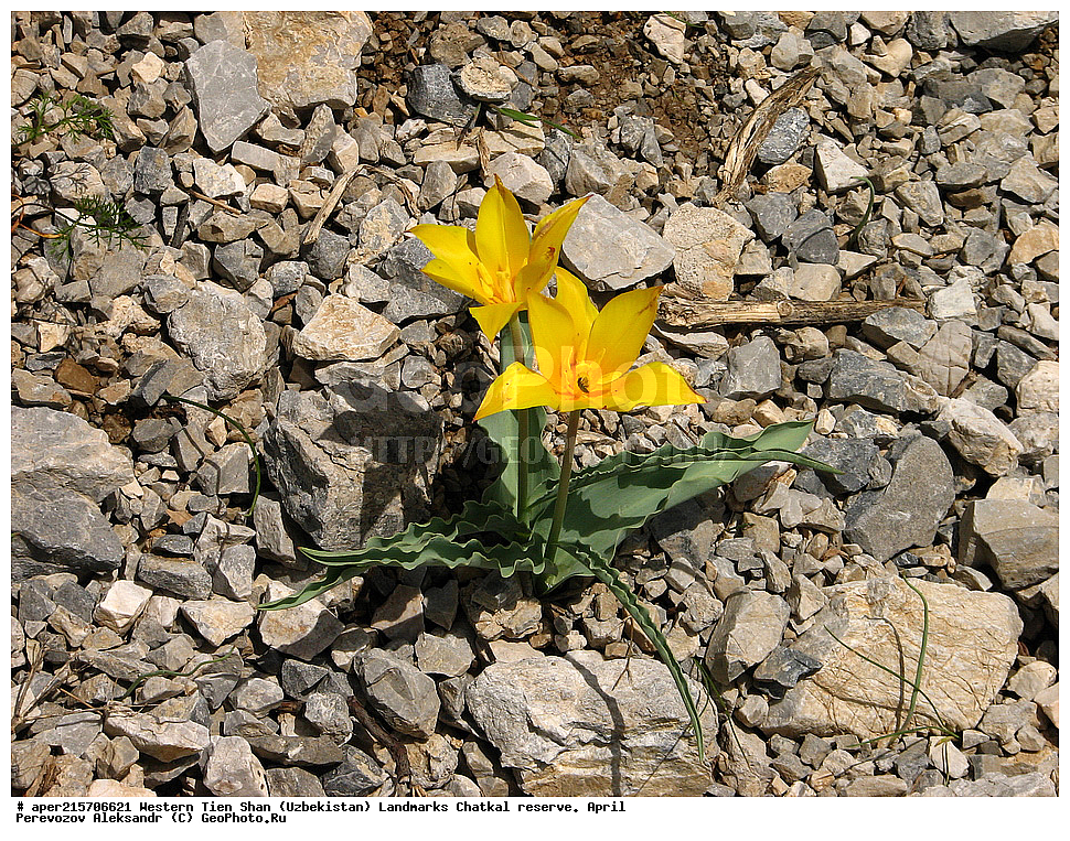  �����, ��������, ��������, ����-����, ����������, ����������� ����������, ������, ������� �����������, ������� �����������, ������ ��������, �����, ��������, ���������� ��������, ������, �����, ������������ ��������, �����, XYZ, ��������, Liliaceae, ������� �����������, Tulipa vvedenskyi