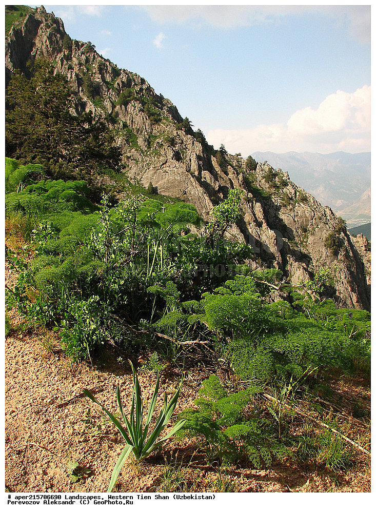 �������� ����-����, ����������, ����������� ����������, ������, ���������, ����, �����, ����, ���������, ������������, ������, ������������, ������ ����������������, ������ ��������, �����, ��������, ���������� ��������, ������, �����, ������������ ��������, �����, XYZ, ���������, ������������, ������������, Umbelliferae, Apiaceae, ������ ����������������, ������ ����������������, �����, Ferula tenuisecta