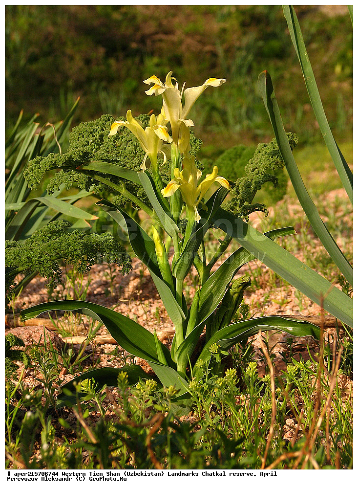 �����, ��������, ��������, ����-����, ����������, ����������� ����������, ������, �������, �������������, ����, ������ ��������, �����, ��������, ���������� ��������, ������, �����, ������������ ��������, �����, XYZ, ��������, �����������, Iridaceae, ������� �������������, ���� �������������, Iris pseudocapnoides