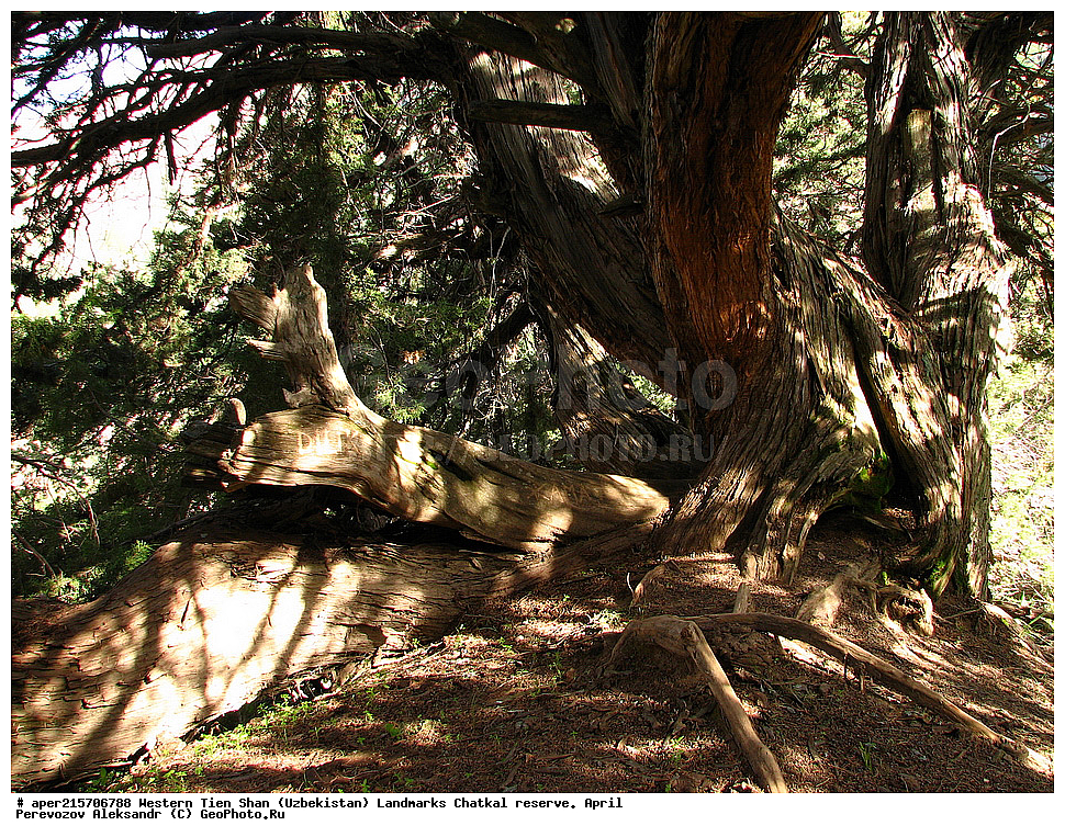  �����, ��������, ��������, ����-����, ����������, ����������� ����������, ������, ������������ 