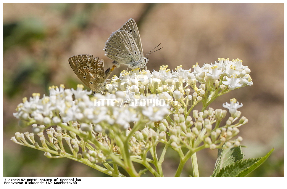 �����������, �����, ���������, �����, ��������, �����, �������, ����� �������, �������, ����, ��������, ���������, �������, �����������, ���������, ��������������, �������������, ��������������