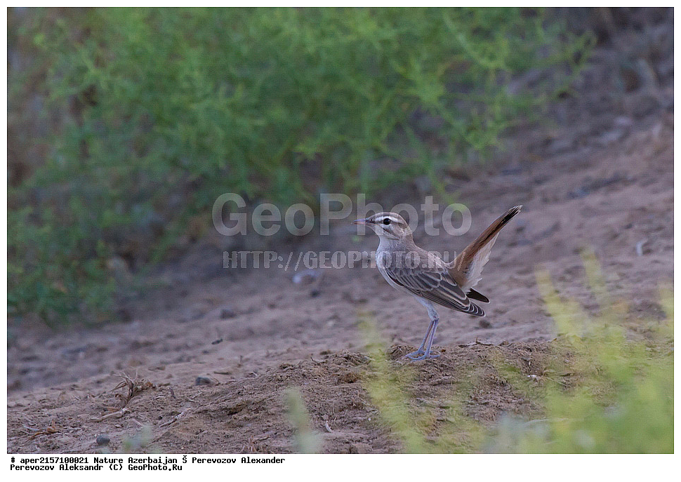 �����������, ������, ����, ������� ������, �����, �������, �������� �������, ��������, ��������, �����, �����, ��������, �����������, XYZ, ������������, Muscicapidae, ����������� ������, �������� �������