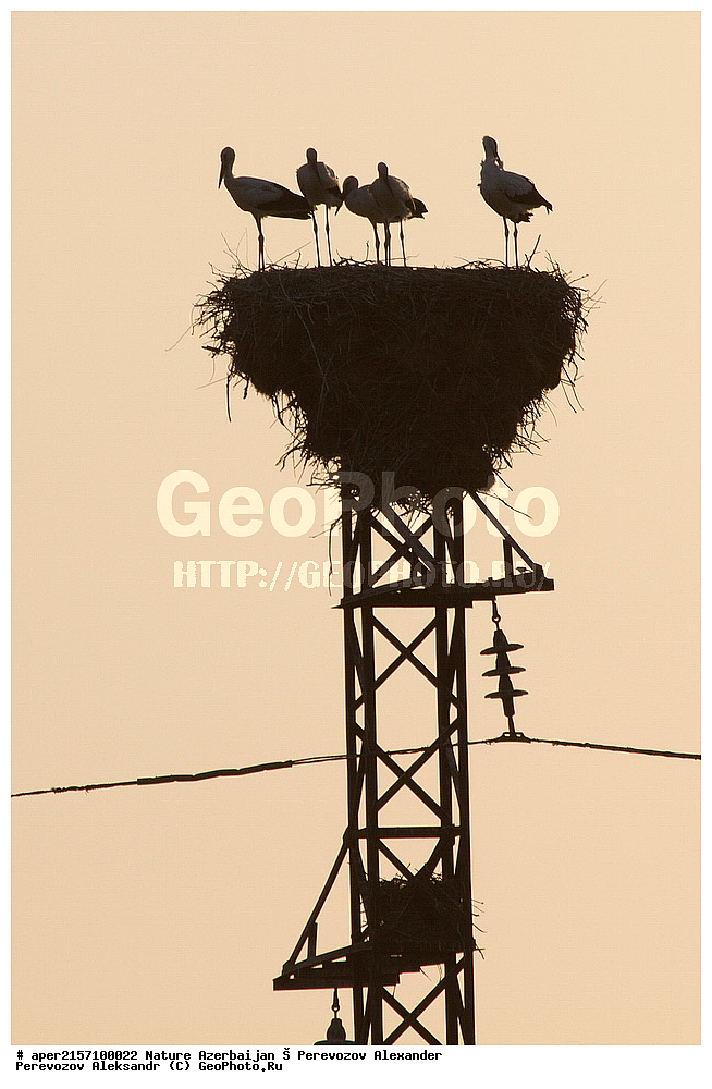 �����������, ������, ����, ������� ������, �����, ����, �����, ������, ��������, ��������, �����, �����, ��������, �����������, XYZ, ��������, Ciconiidae, ����� ����, Ciconia ciconia