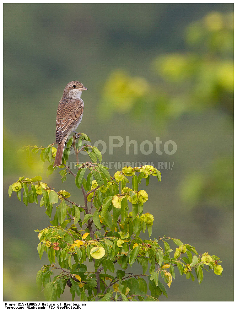 �����������, ������� ������, ������, ����,  ����, ���������, ����� ������, ����������, �����, �����, �����  , ��������, ��������, �����, �����, ��������, �����������, XYZ, �������������, Laniidae, ������������ �����, ���������-�����, ����������� �����, Lanius collurio