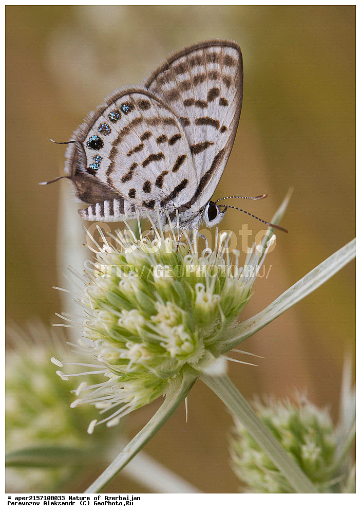 �����������, ������� ������, ������, ����,  ����, ���������, ����� ������, ����������, �����,  , �������, ���������, xxx