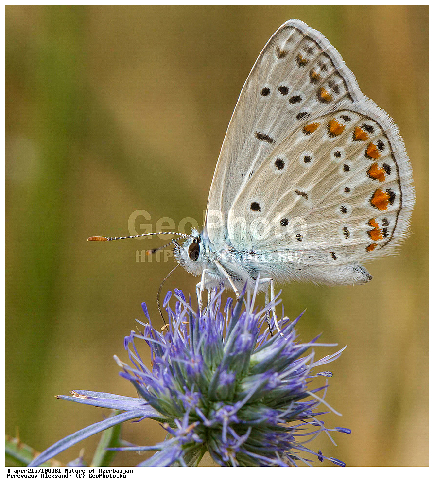 �����������, ������� ������, ������, ����,  ����, ���������, ����� ������, ����������, �����,  , �������, ���������, xxx