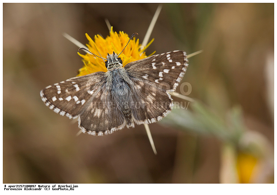 �����������, ������� ������, ������, ����,  ����, ���������, ����� ������, ����������, �����,  , �������, �������������, xxx