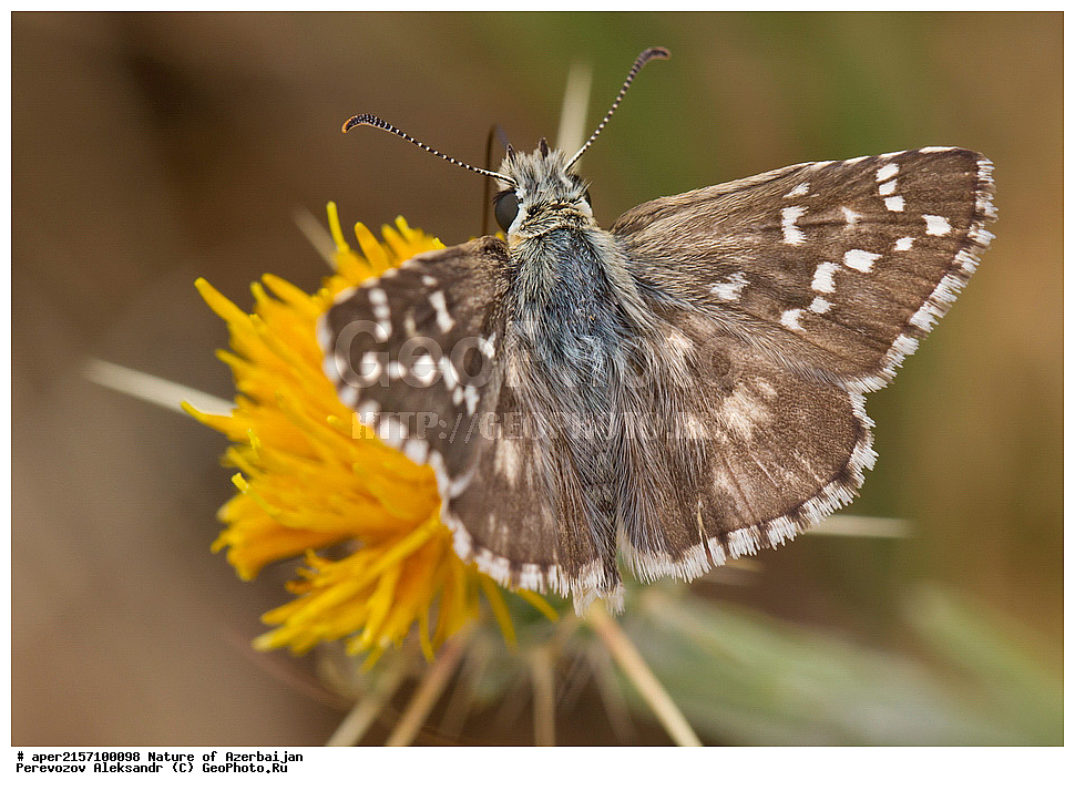 �����������, ������� ������, ������, ����,  ����, ���������, ����� ������, ����������, �����,  , �������, �������������, xxx