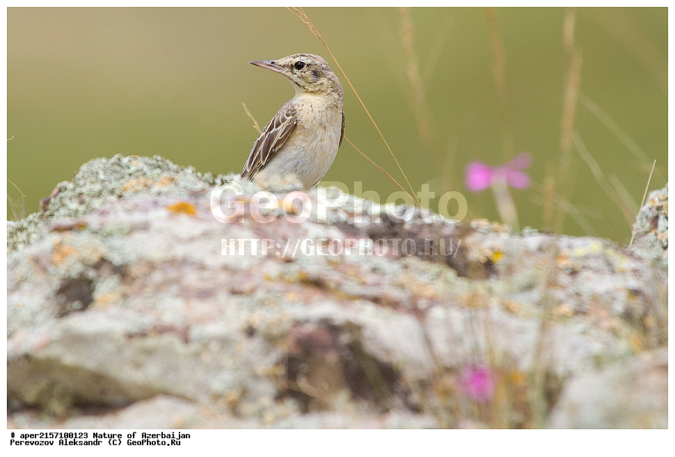 �����������, ������� ������, ������, ����,  ����, ���������, ����� ������, ����������, �����, �����, �����, �������, ��������, ��������, �����, �����, ��������, �����������, XYZ, �������������, Motacillidae, ������� �����, ������� �����, Anthus campestris