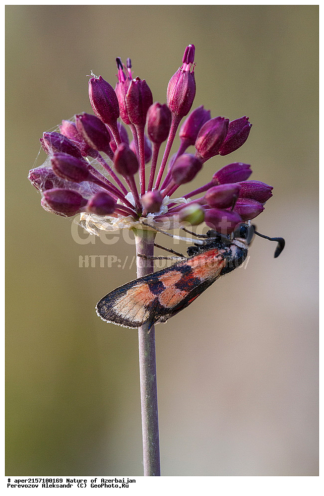 �����������, ������� ������, ������, ����,  ����, ���������, ����� ������, ����������, �����,  , �������