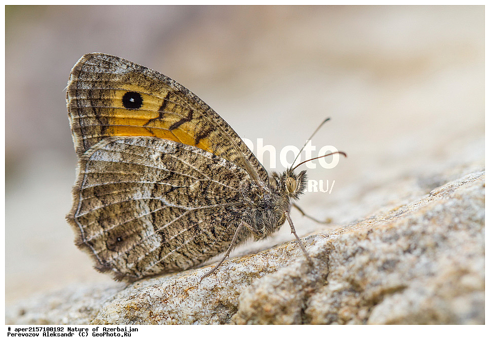 �����������, ������� ������, ������, ����,  ����, ���������, ����� ������, ����������, �����,  , �������, ������, xxx