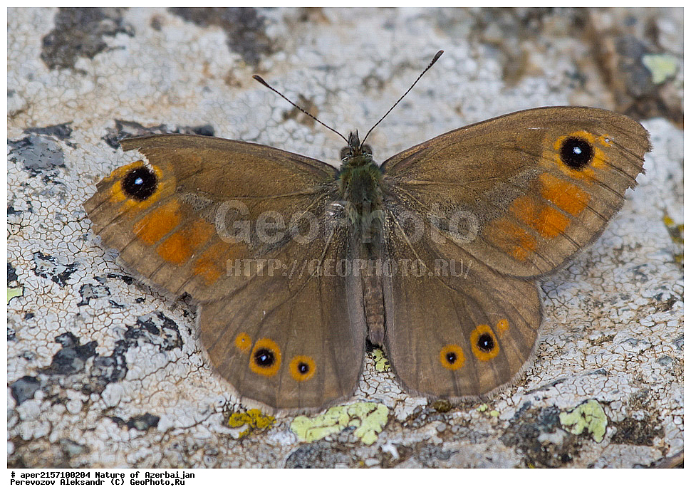 �����������, ������� ������, ������, ����,  ����, ���������, ����� ������, ����������, �����,  , �������, ������, xxx