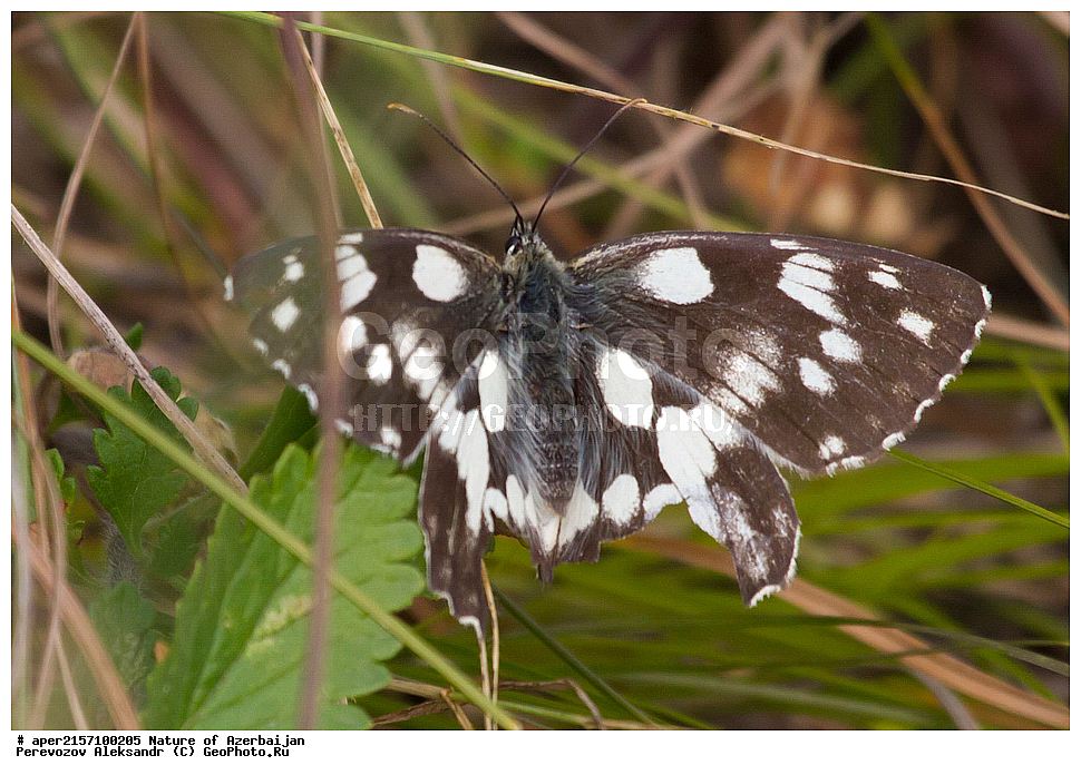 �����������, ������� ������, ������, ����,  ����, ���������, ����� ������, ����������, �����,  , �������