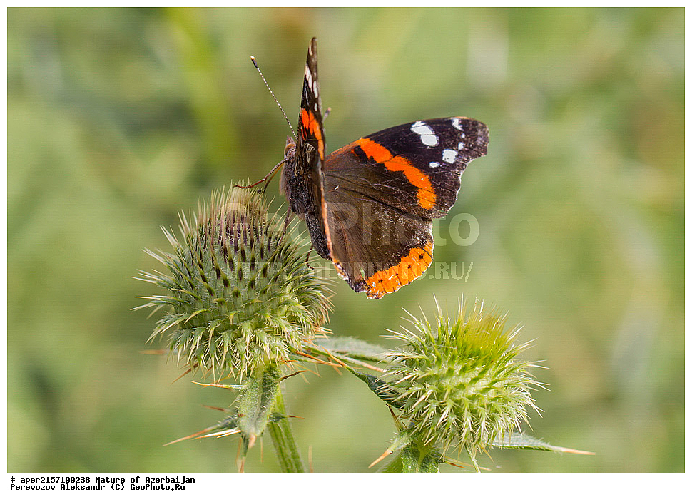 �����������, ������� ������, ������, ����,  ����, ���������, ����� ������, ����������, �����,  , �������