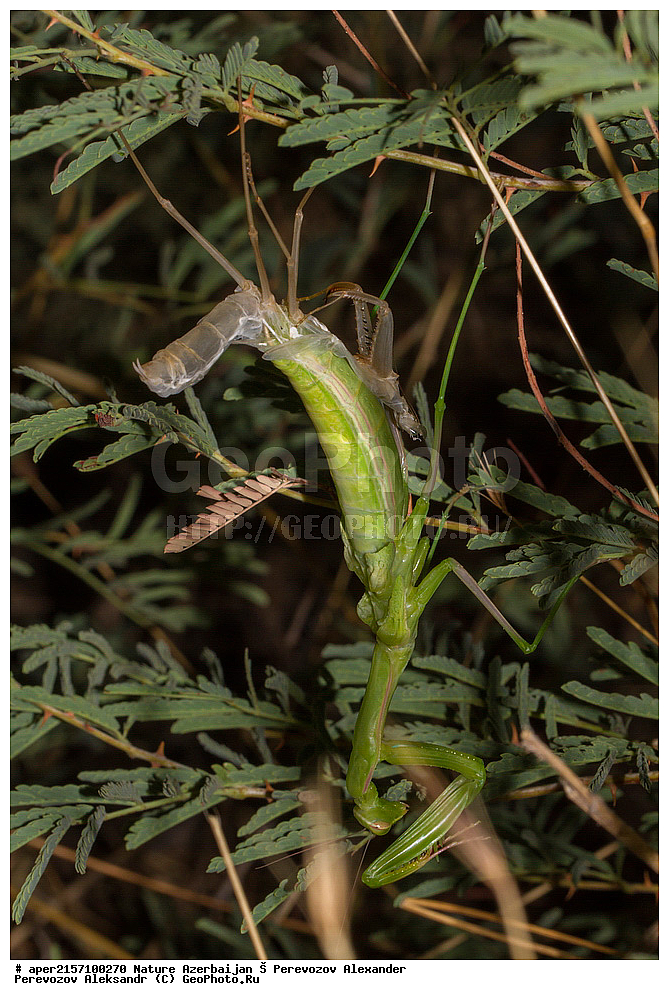 �����������, ������, ����, ������� ������, ������������ �������, ���������, ��������, ��������, ���������, ���������, XYZ, ��������� ��������, Mantidae, ������������ �������, ������� �����������, Mantis religiosa, ��������������, �������������, ��������������