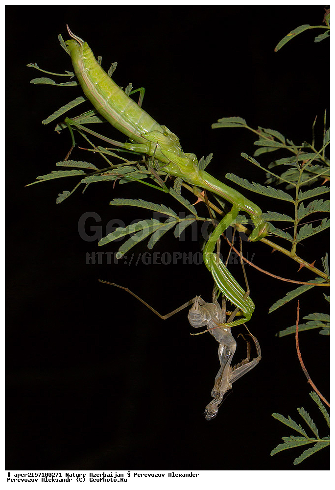 �����������, ������, ����, ������� ������, ������������ �������, ���������, ��������, ��������, ���������, ���������, XYZ, ��������� ��������, Mantidae, ������������ �������, ������� �����������, Mantis religiosa, ��������������, �������������, ��������������