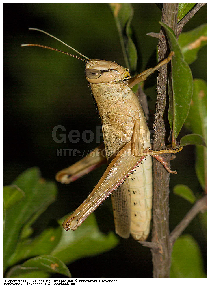 �����������, ������, ����, ������� ������, ��������� �������,