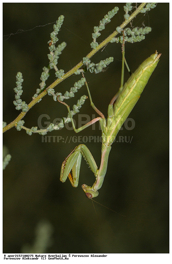 �����������, ������, ����, ������� ������, ������������ �������, ���������, ��������, ��������, ���������, ���������, XYZ, ��������� ��������, Mantidae, ������������ �������, ������� �����������, Mantis religiosa, ��������������, �������������, ��������������