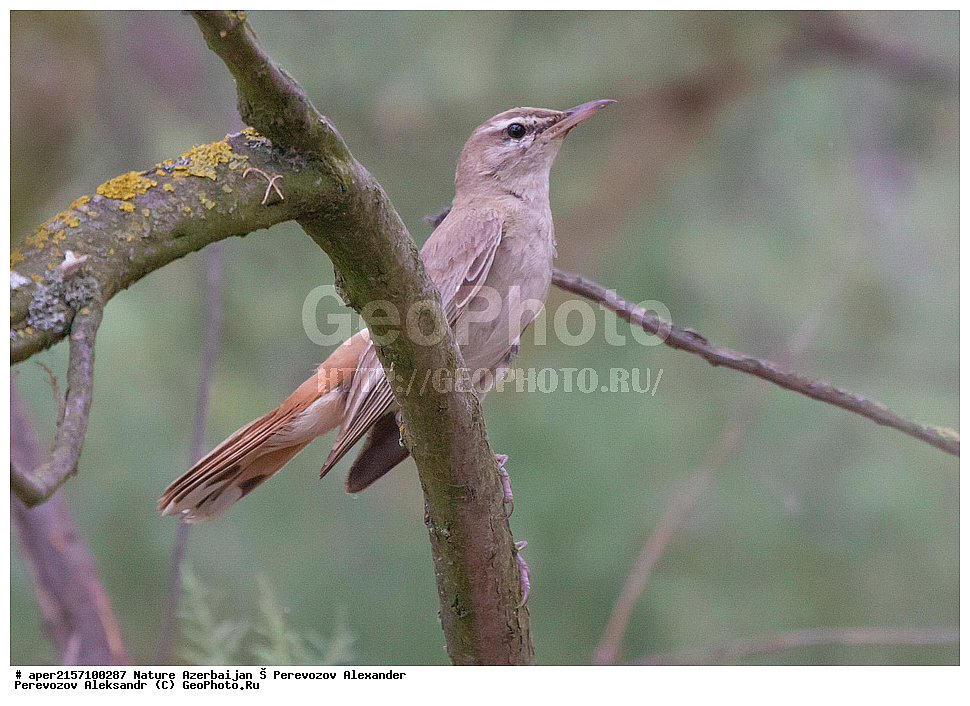 �����������, ������, ����, ������� ������, �����, �������, �������� �������, ��������, ��������, �����, �����, ��������, �����������, XYZ, ������������, Muscicapidae, ����������� ������, �������� �������