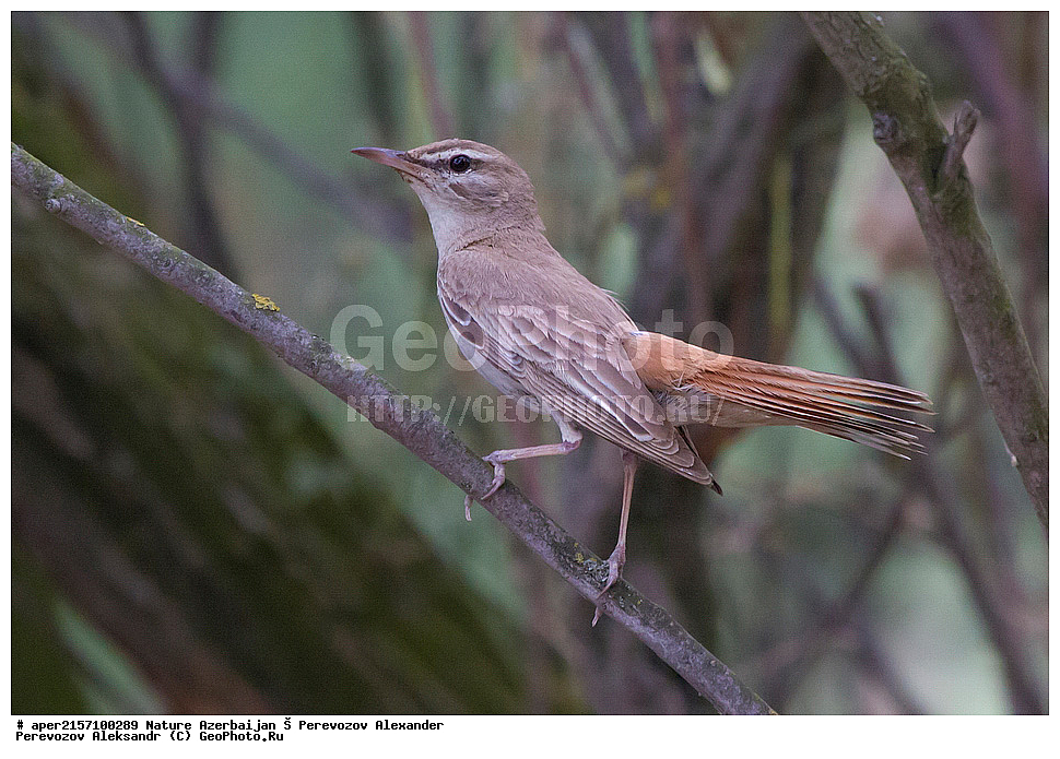 �����������, ������, ����, ������� ������, �����, �������, �������� �������, ��������, ��������, �����, �����, ��������, �����������, XYZ, ������������, Muscicapidae, ����������� ������, �������� �������