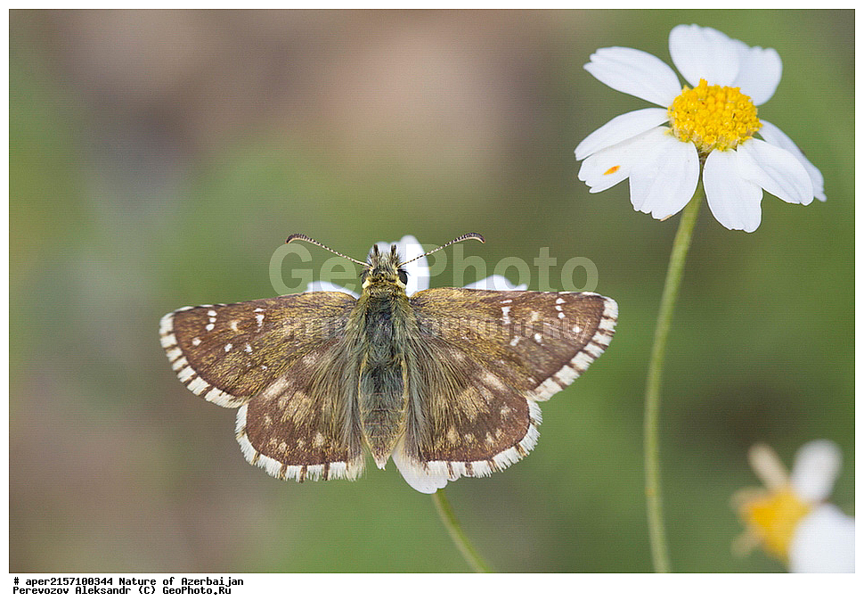  ����, ������� ������, ������, �������, �������������, ���������, �����������, ��������������, �������������, ��������������