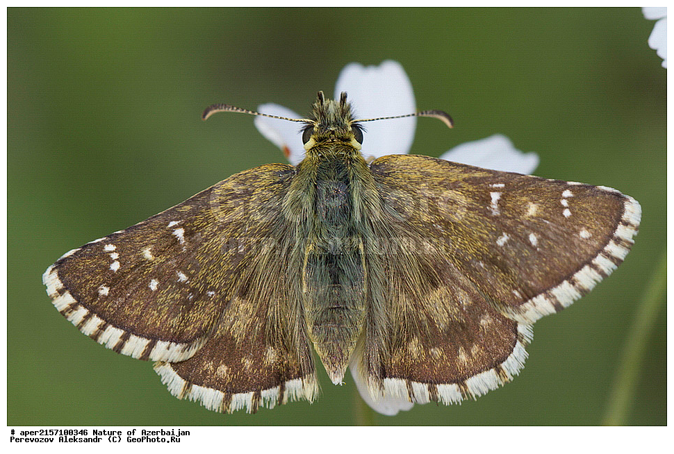  ����, ������� ������, ������, �������, �������������, ���������, �����������, ��������������, �������������, ��������������