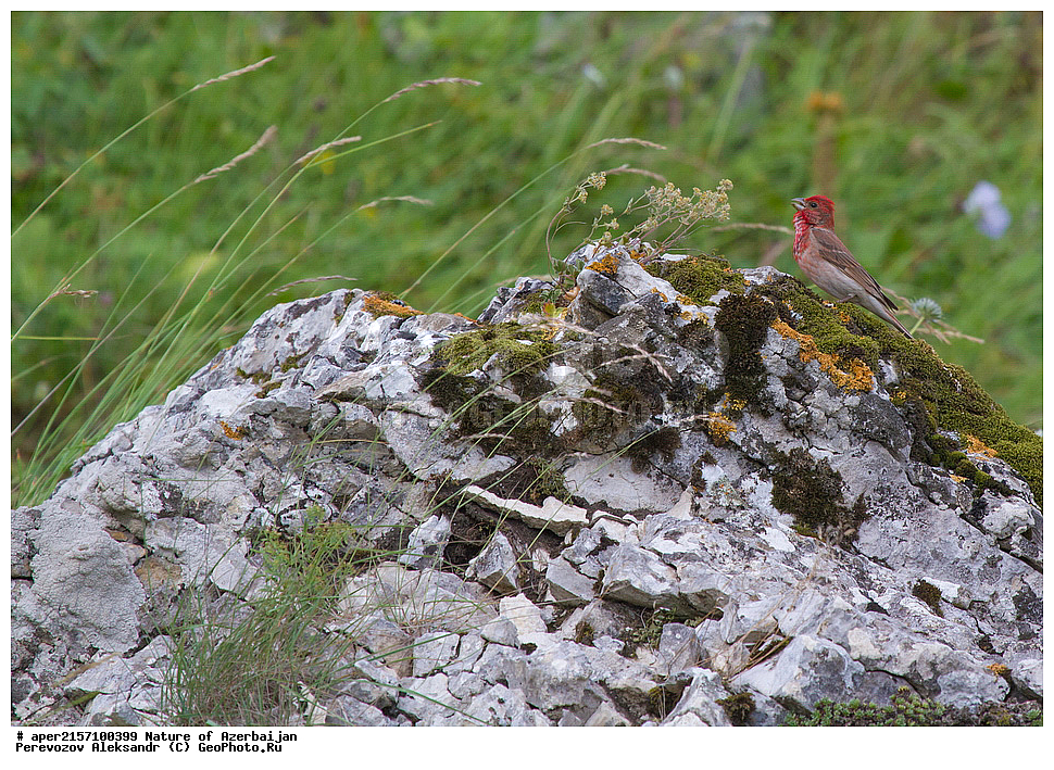 ����, ������� ������, ������,  ���������, �����, ����, ������, ��������, �����������, �����, �����������, ������������, ��������, ��������, ��������, �����, �����, ��������, �����������, XYZ, ���������, Fringillidae, ��������, Erythrina erythrina