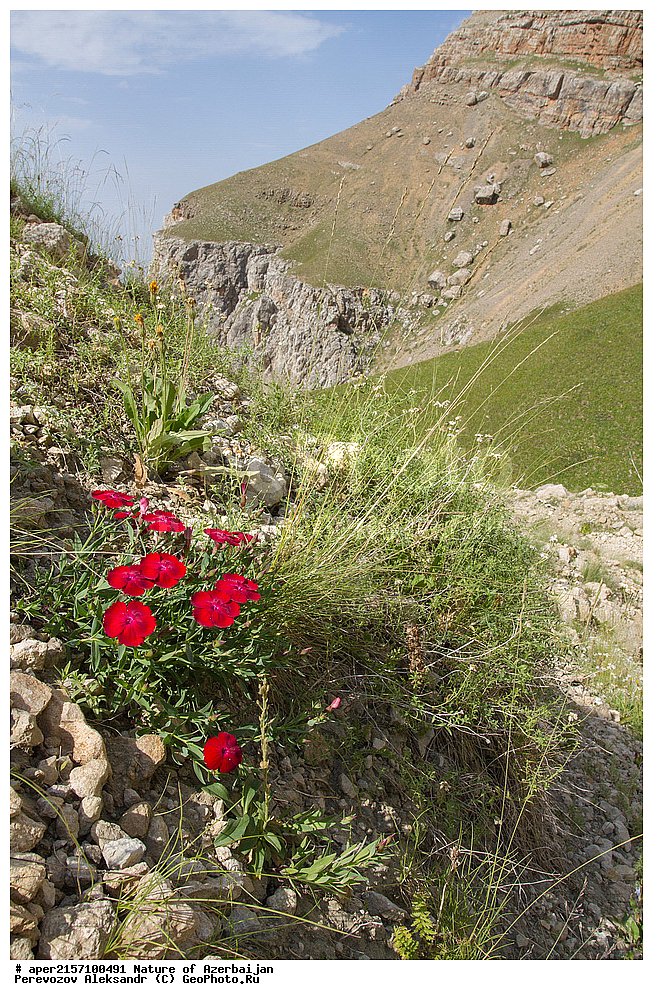 ���������, �����������, �����������, ���������, ������� ������, ������, ��������, ������, ����, �����, ��������, ����, ��������, ���������, ������ ��������, �����, ���������� ��������, ������������ ��������, ������������ ��������, ������, �����, XYZ, �����������, ����������, Caryophyllaceae, �������� ���������, Dianthus vladimiri