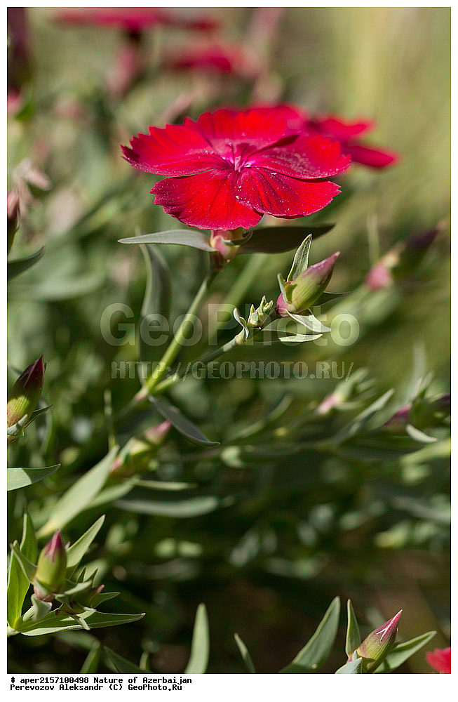 ���������, �����������, �����������, ���������, ������� ������, ������, ��������, ������, ����, �����, ��������, ����, ��������, ���������, ������ ��������, �����, ���������� ��������, ������������ ��������, ������������ ��������, ������, �����, XYZ, �����������, ����������, Caryophyllaceae, �������� ���������, Dianthus vladimiri