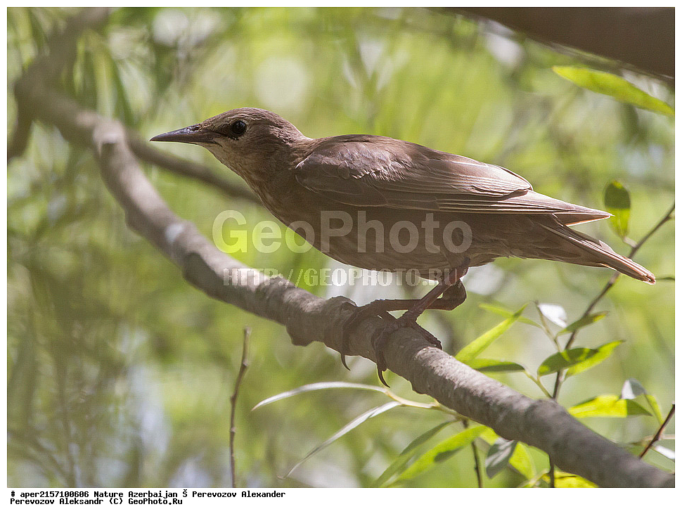 �����������, ������, ����, ������� ������, �����, �������, ��������, ��������, �����, �����, ��������, �����������, XYZ, ����������, Sturnidae, ������������ �������, Sturnus vulgaris