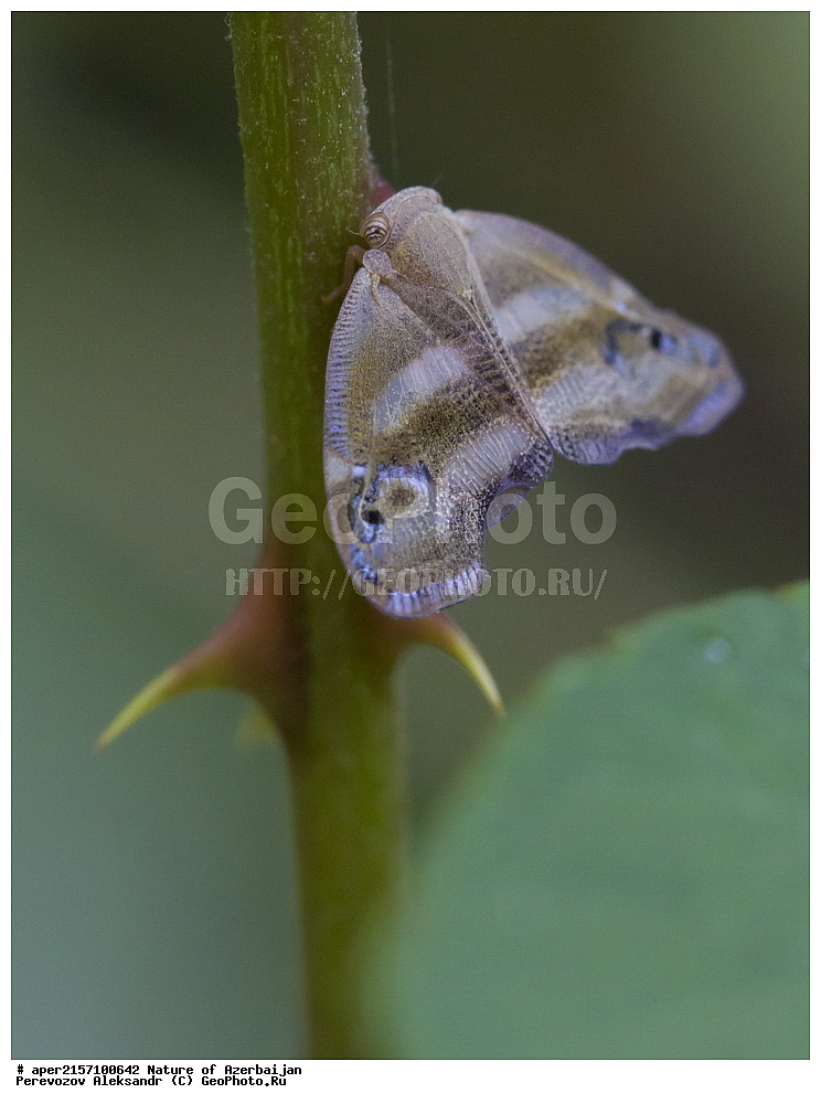 �����������, �����, ���������, �����, ��������, �����, �������, ����� �������, �������, ����, ��������, ���������, �������, , ��������������, �������������, ��������������