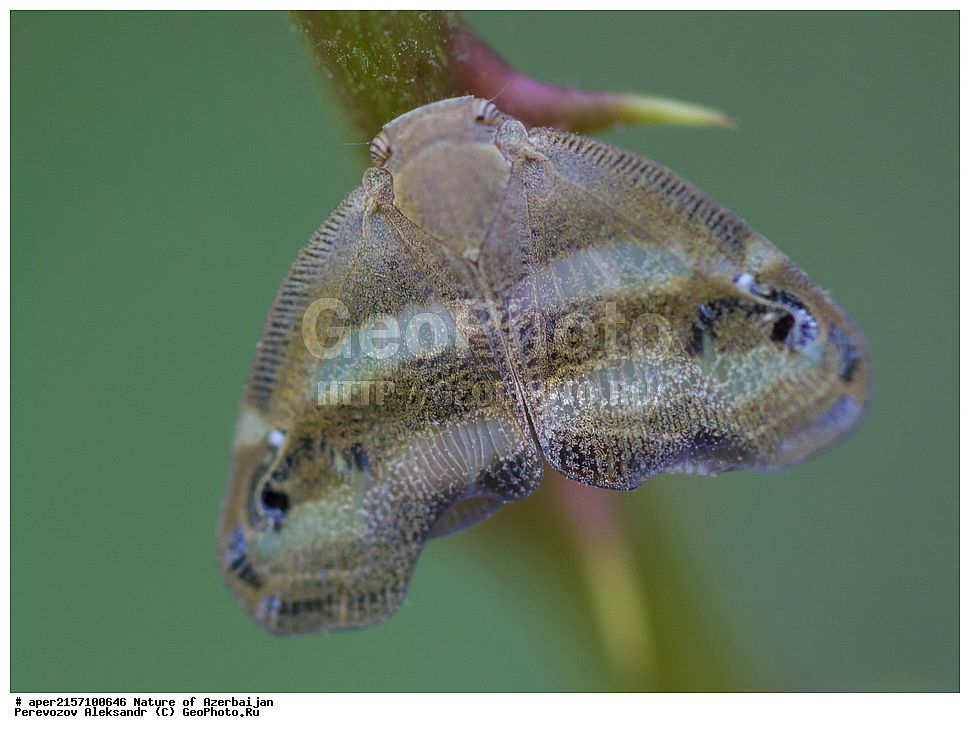 �����������, �����, ���������, �����, ��������, �����, �������, ����� �������, �������, ����, ��������, ���������, �������, , ��������������, �������������, ��������������