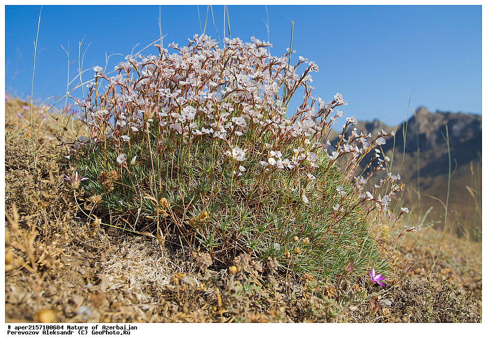 �����������, �����, ���������, �����, ��������, �����, �������, ����� �������, �������, ����, ��������, �����������, ����������, �����, ������ ��������, �����, ���������� ��������, ������������ ��������, ������������ ��������, ������, �����, XYZ, ������������, �����������, Plumbaginaceae, ����������� ����������, Acantholimon hohenackeri