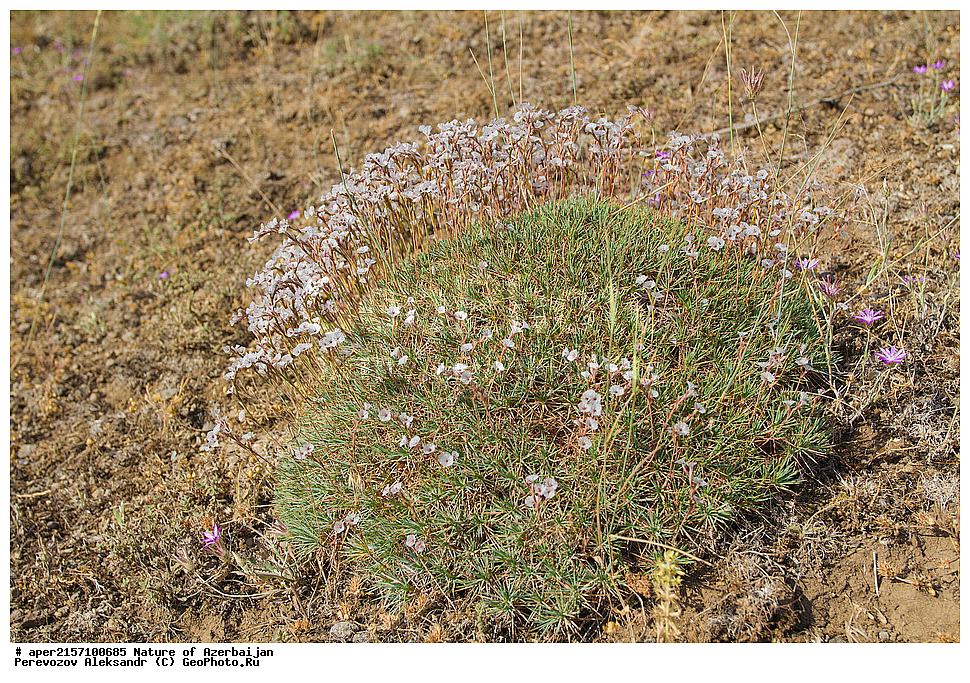 �����������, �����, ���������, �����, ��������, �����, �������, ����� �������, �������, ����, ��������, �����������, ����������, �����, ������ ��������, �����, ���������� ��������, ������������ ��������, ������������ ��������, ������, �����, XYZ, ������������, �����������, Plumbaginaceae, ����������� ����������, Acantholimon hohenackeri