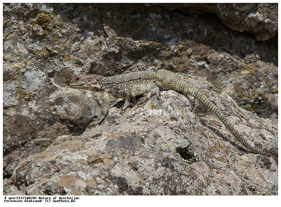 �����������, ������� ������, ������, ����,  ����, ���������, ����� ������, ����������, �����,  �����, ����������, �������, xxx, ��������, ��������, ��������������, ��������������, ��������, ��������, �������, �������, XYZ, ��������, Agamidae, ���������� �����, Laudakia caucasia, Paralaudakia caucasia, Stellio caucasicus, �����