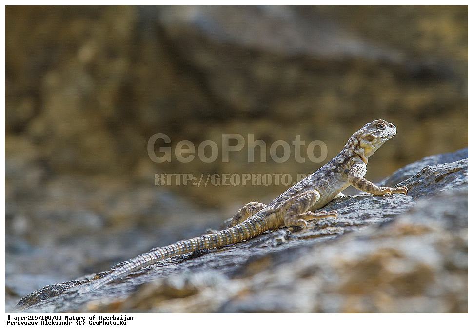 �����������, ������� ������, ������, ����,  ����, ���������, ����� ������, ����������, �����,  �����, ����������, �������, xxx, ��������, ��������, ��������������, ��������������, ��������, ��������, �������, �������, XYZ, ��������, Agamidae, ���������� �����, Laudakia caucasia, Paralaudakia caucasia, Stellio caucasicus, �����