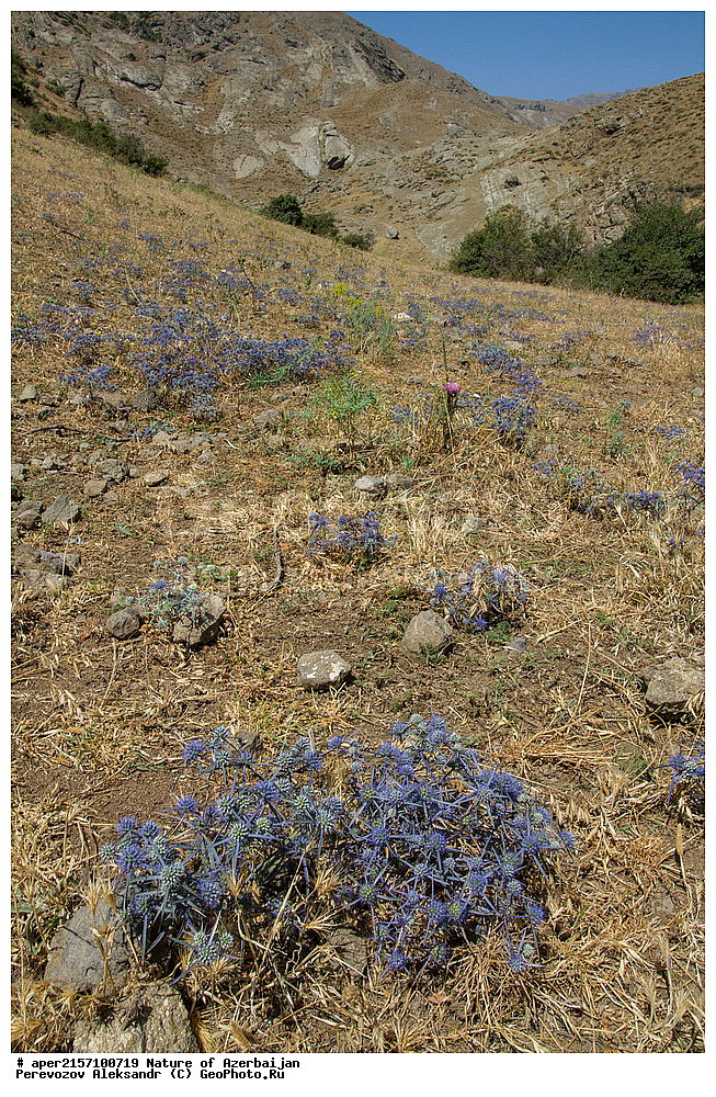 �����������, �����, ���������, �����, ��������, �����, �������, ����� �������, �������, ����, ��������, �����, ������������, ����������, ������ ��������, �����, ���������� ��������, ������������ ��������, ������������ ��������, ������, �����, XYZ, ���������, ������������, ������������, Umbelliferae, Apiaceae, ������������ ����������, ������������ �����������, ������������ �������, Eryngium caucasicum, Eryngium biebersteinianum, Eryngium caeruleum, Eryngium pskemense, Eryngium dichotomum